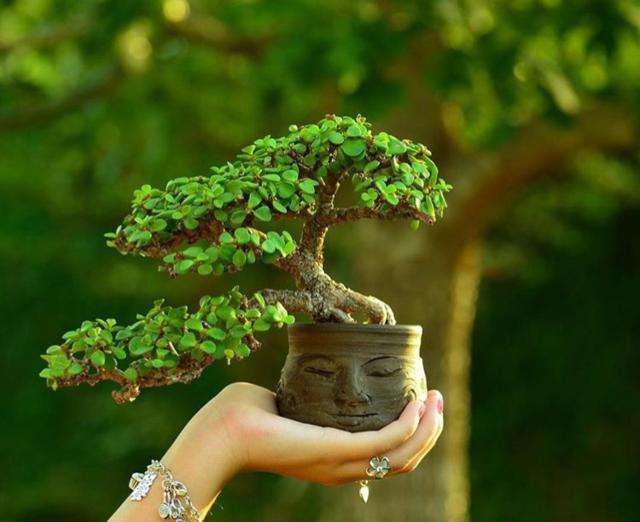 富贵花十大不吉利花,十二种寓意幸福美满富贵吉祥的花