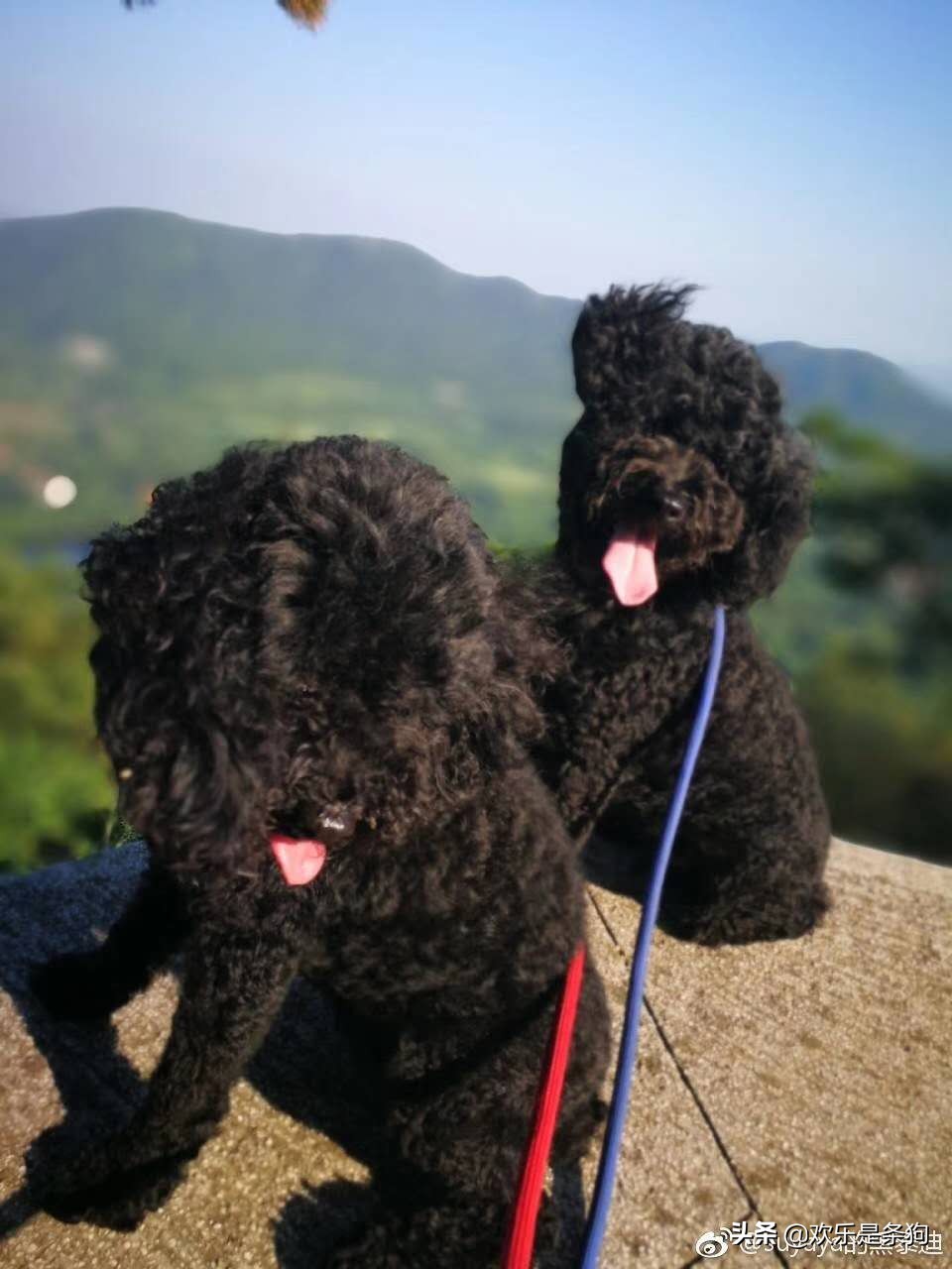 刚买的宠物狗要怎么养,刚抱养的狗狗注意事项