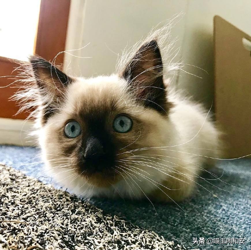 猫胡须的资料,猫胡子的10个小秘密