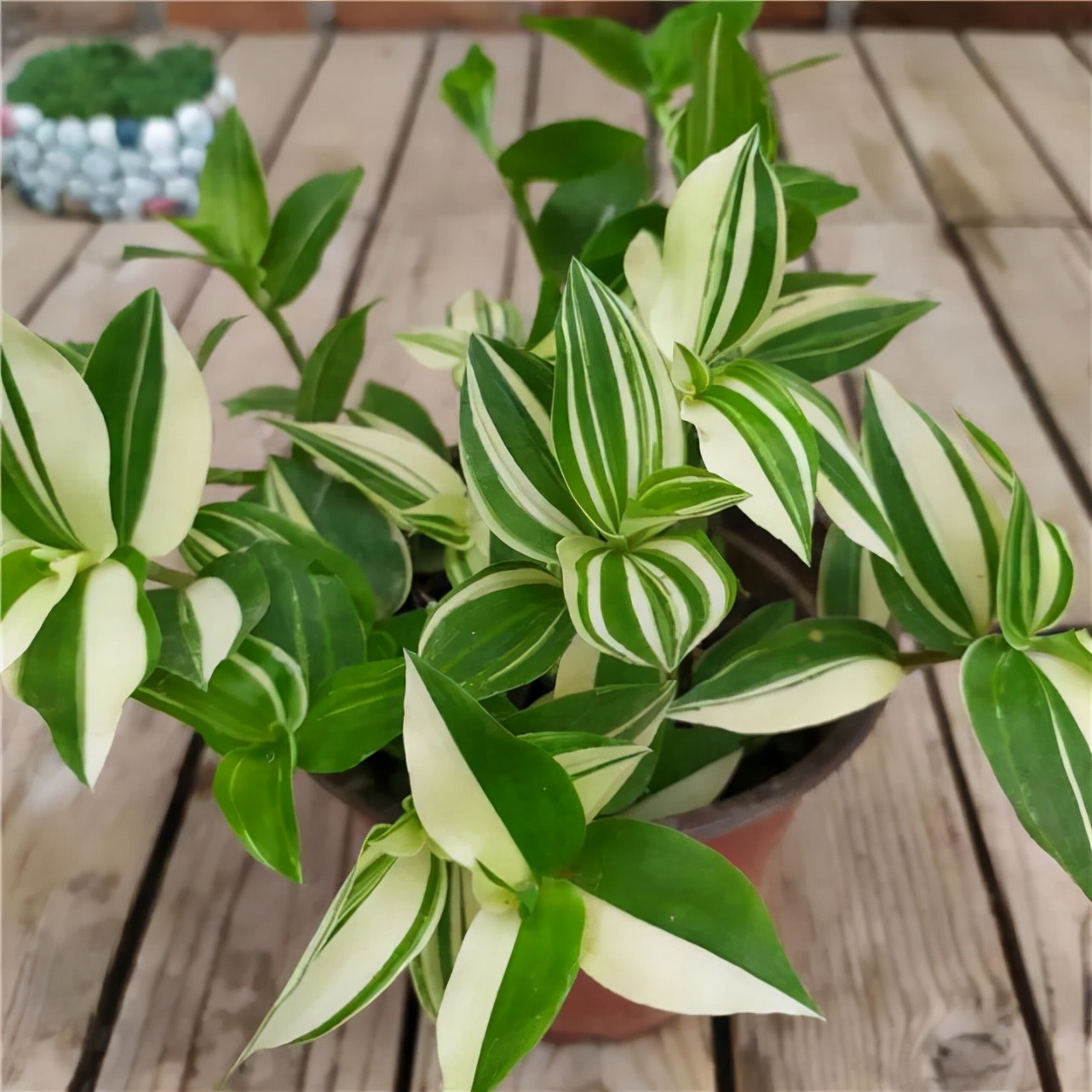 阳台养什么吊兰最好看,吊兰三月开花好吗