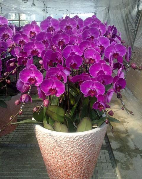 蝴蝶兰不用水苔只用石头,新手入门蝴蝶兰买了二十多盆了