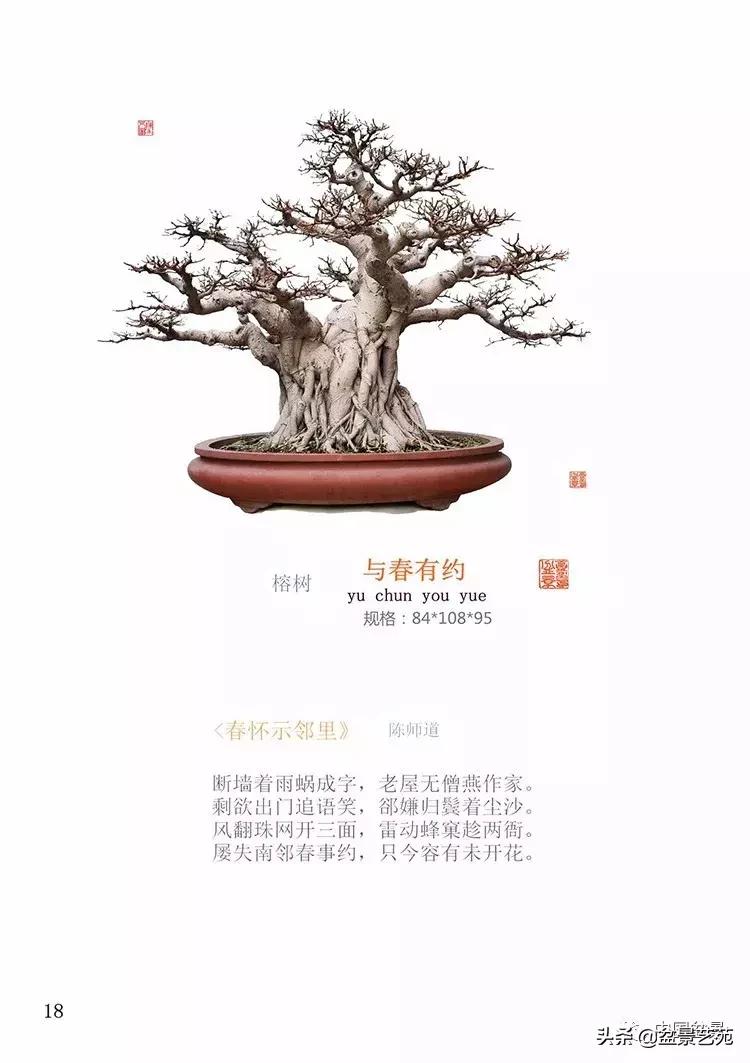 陈文图榕树欣赏,陈文图盆景