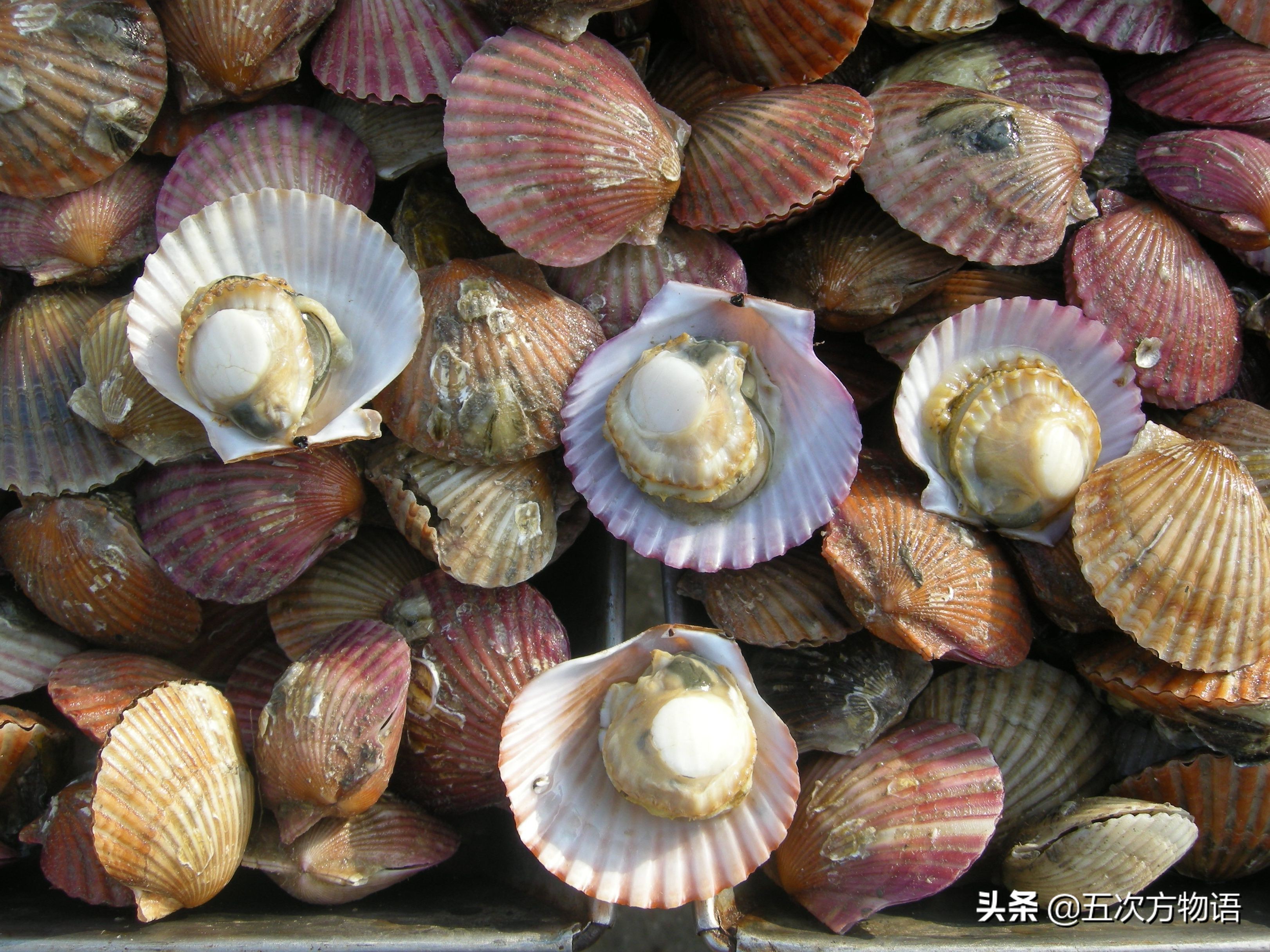 好吃的贝类品种大全,青岛贝类海鲜有哪些品种