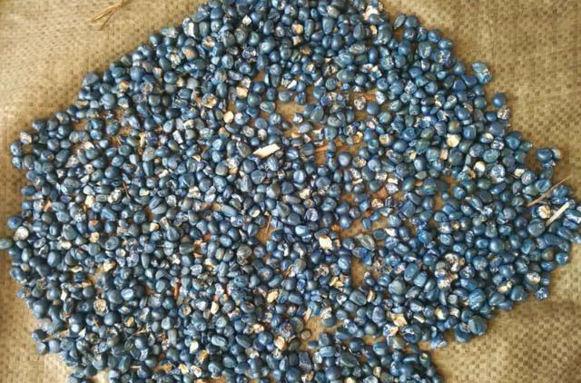 农民朋友们,小种子大学问,你知道玉米种子的区别在哪里吗?