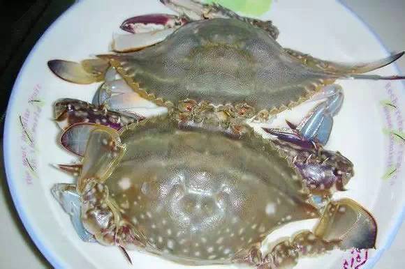 海鲜大全,最全海鲜冷知识