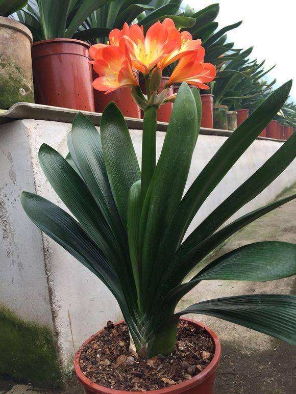 君子兰开花期叶子薄黄怎么养护,君子兰不开花应该怎么养才能开花