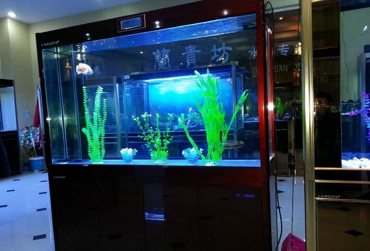 宠物鱼饲养时注意事项,养好宠物鱼注意事项