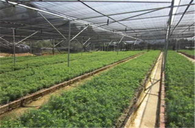 杉木栽植技术要点有哪些,杉木种植方法与技术