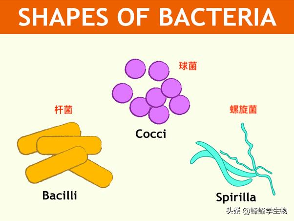 细菌是一个物种吗,细菌是一种什么的生物