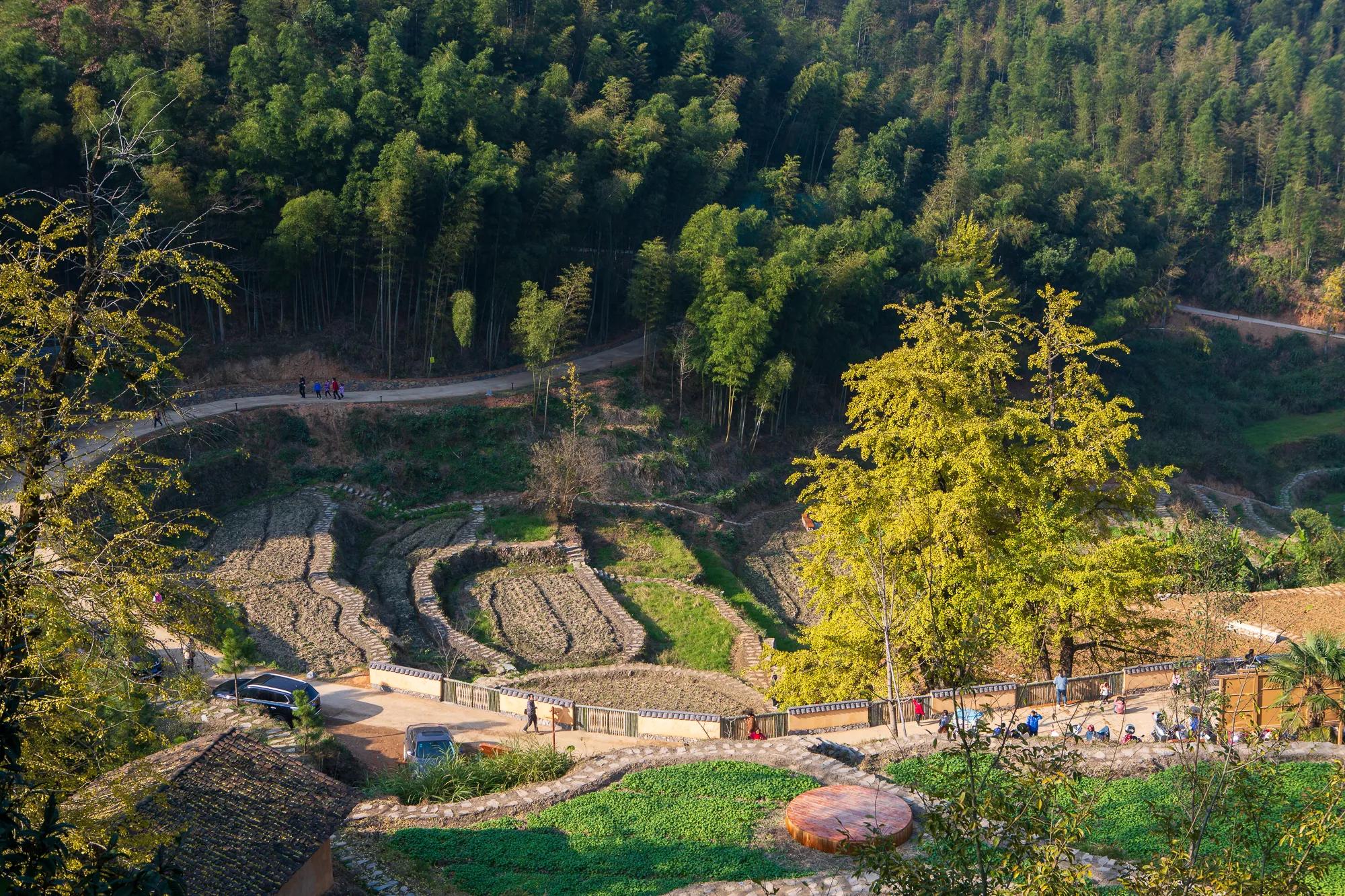 高岭古村银杏,高岭乡高岭村