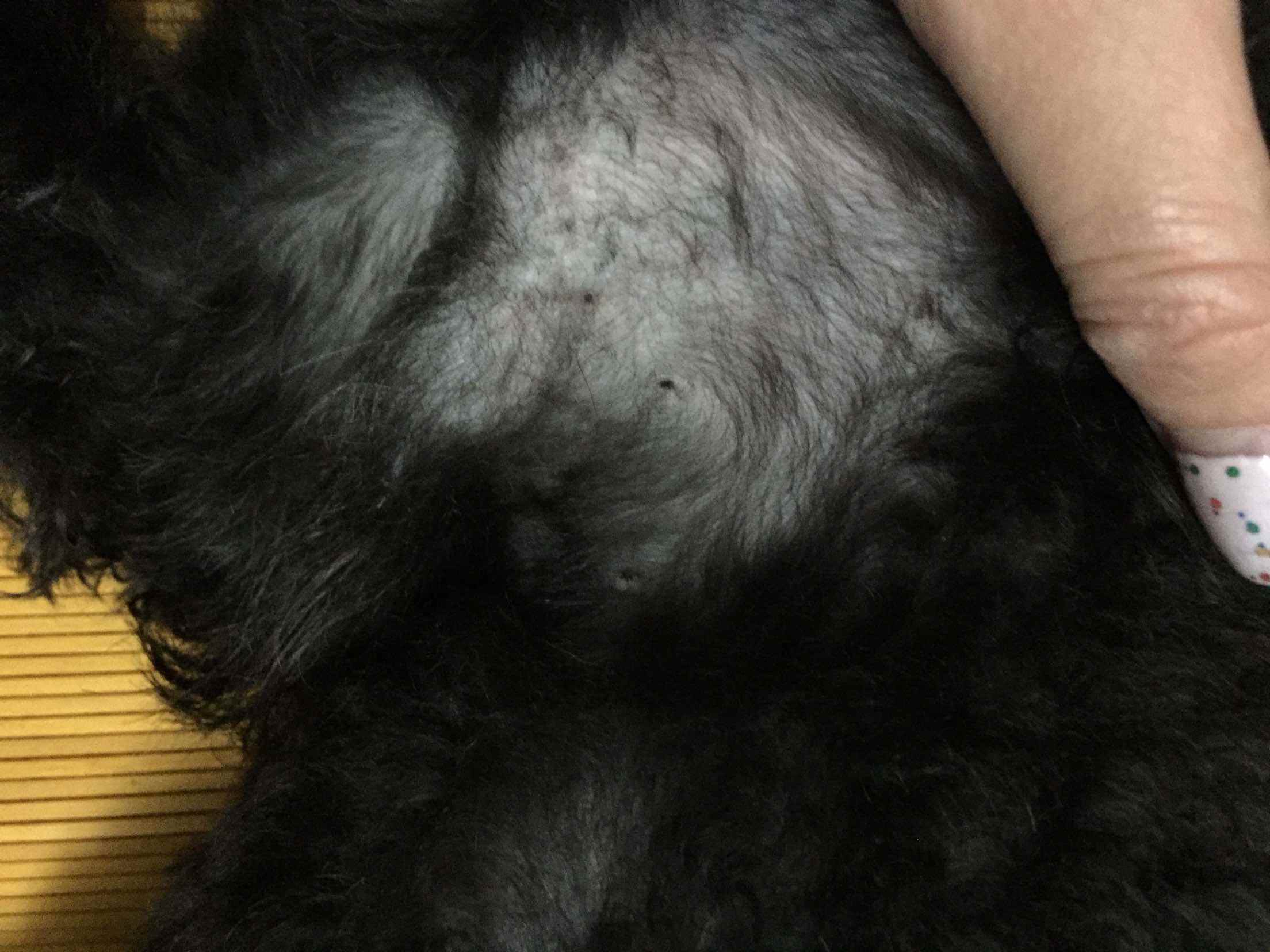 泰迪有寄生虫的表现,泰迪警惕