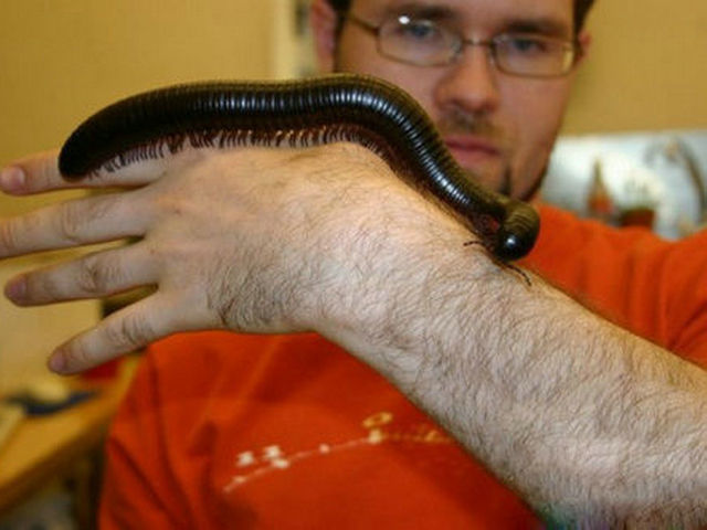 世界最恐怖的十大蜈蚣,十大最毒蜈蚣排名