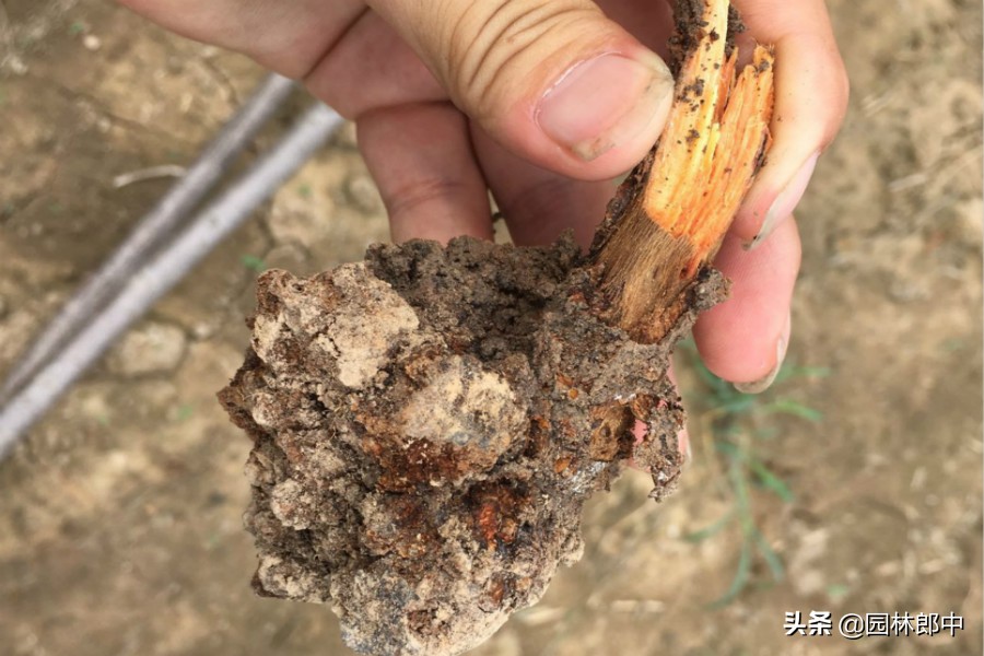 榆叶梅为什么经常干枝死掉,榆叶梅蔫了怎么救