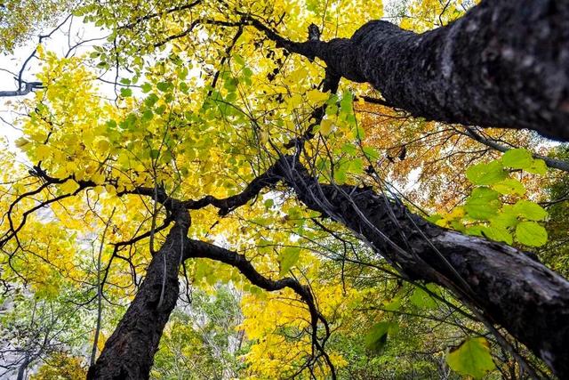 河南省平顶山市尧山风景区,平顶山尧山和洛阳老君山