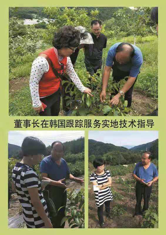 特早熟高产核桃,核桃硒府一号南方种植