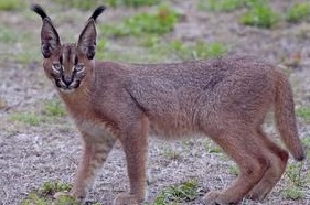 野貂大战野狸猫,漂亮的狐狸大战野猫