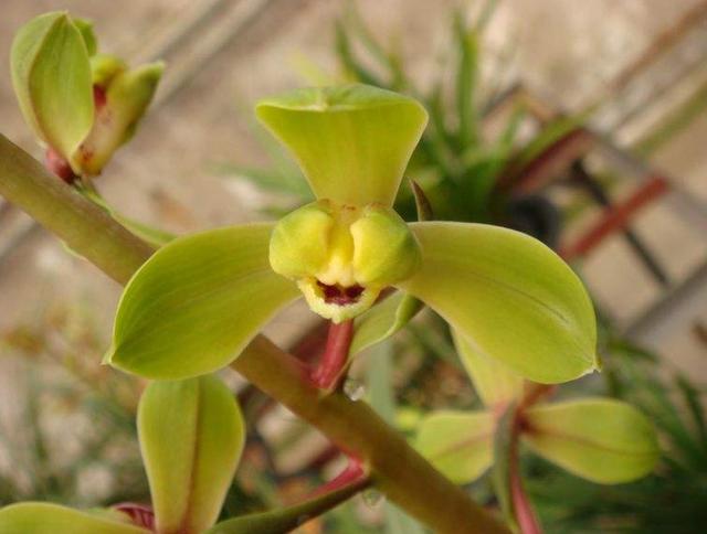 乾隆时，江苏医师无意发现了一兰花，兰友们称其为：赤惠梅瓣之王