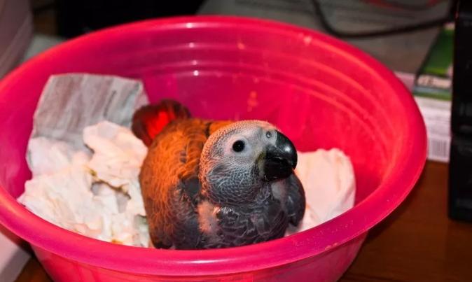 鹦鹉学说话什么环境容易开口,三个月左右的鹦鹉怎么训练说话