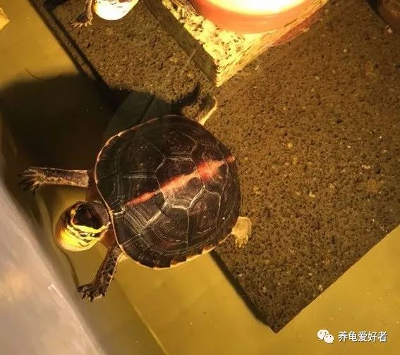 养龟小常识,多了解总是没坏处的