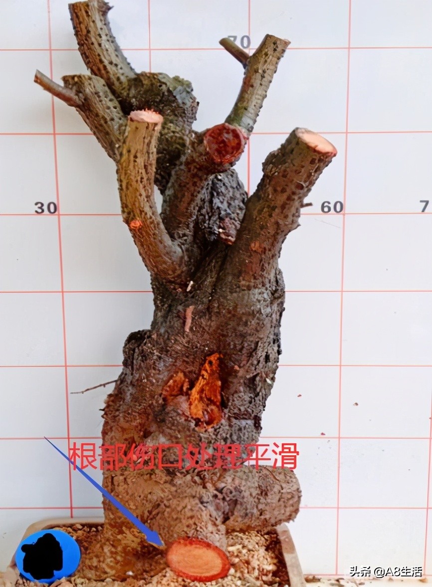 种羊奶果的前景,羊奶果种植基地在哪