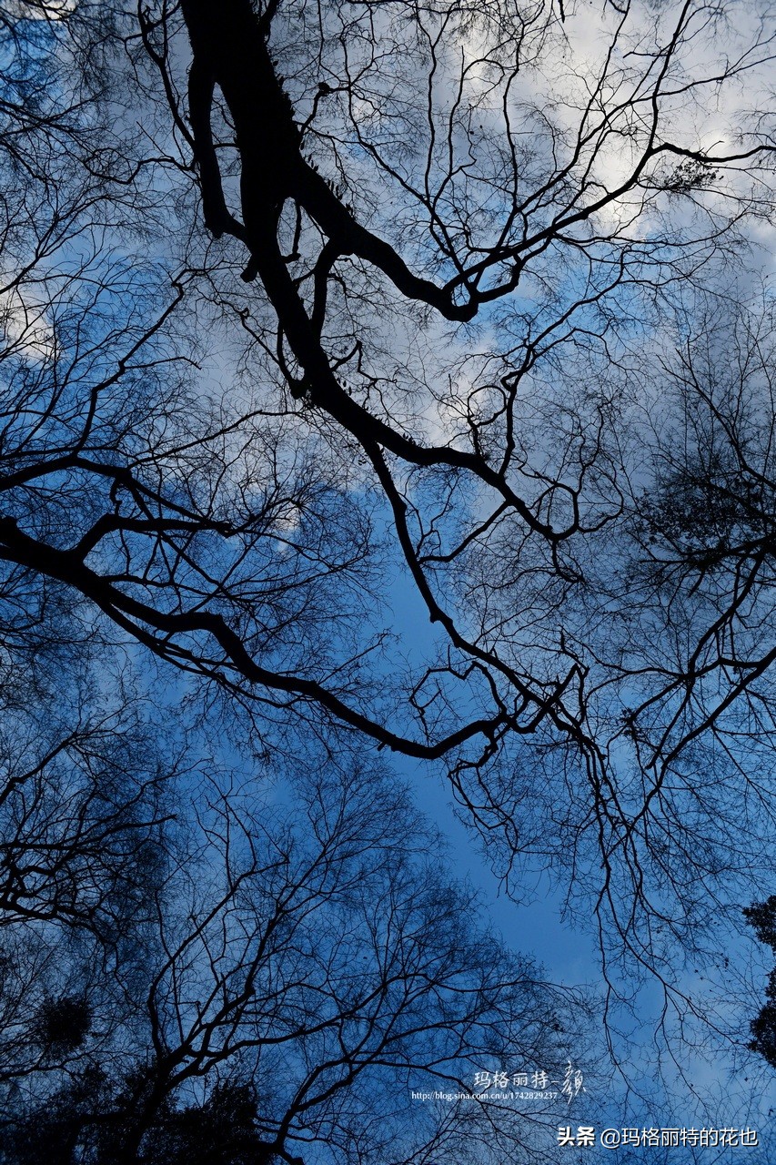 萁田森林公园和大阪的省钱之旅|行摄日本