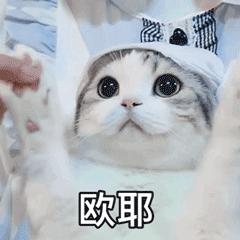 最懂事的猫,猫懂事