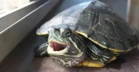 乌龟肺炎怎么治疗,阿奇霉素可以治疗乌龟肺炎吗