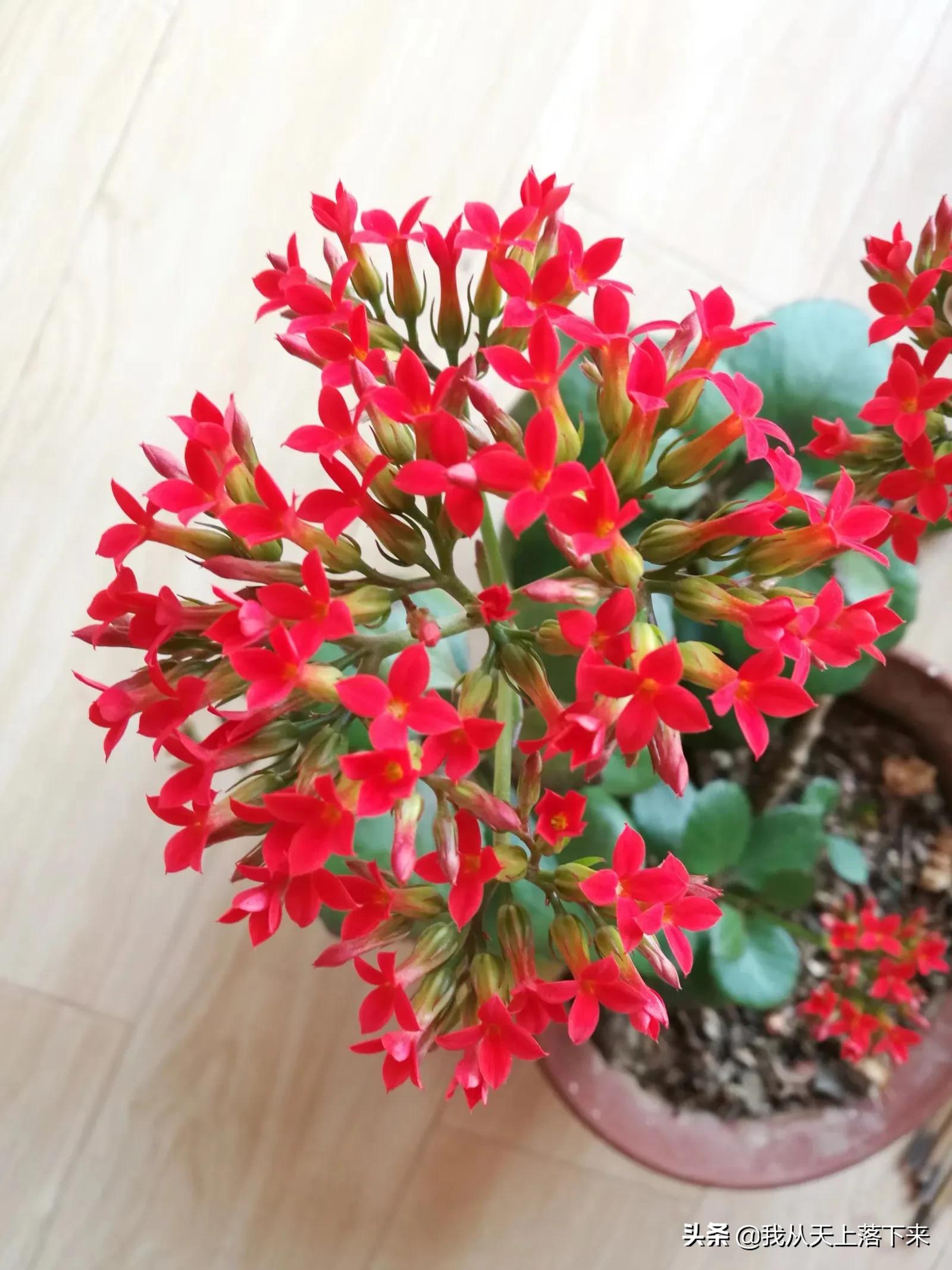 100张花朵美图,100张花图片大全