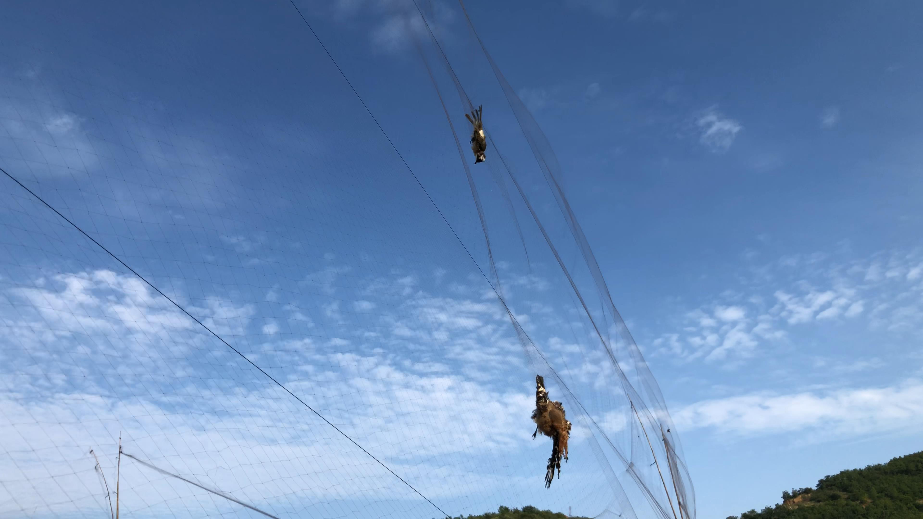 蓝莓的营养价值及野生功效与作用,蓝莓营养科普知识