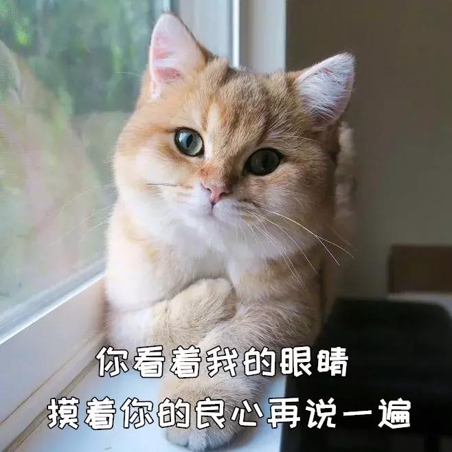彩票店招财猫图片大全,招财猫中奖彩票