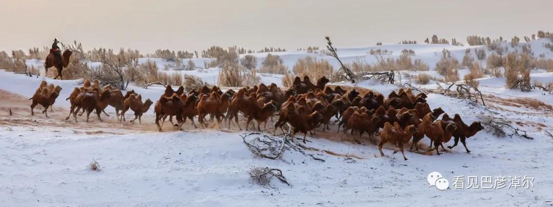 戈壁红驼，乌拉特草原上的珍珠