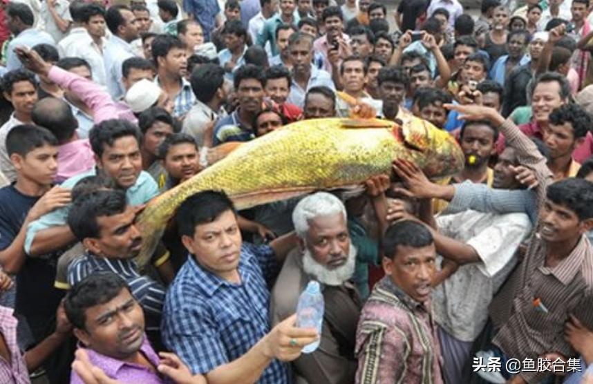 孟加拉吉大港鱼胶市场,鱼胶海外市场