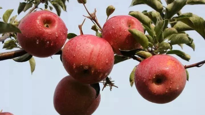 脆甜苹果新鲜水果,脆甜的苹果有什么品种