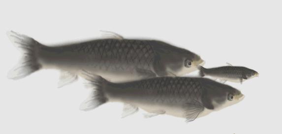 钓到的鱼会有寄生虫吗,钓到有毒的鱼