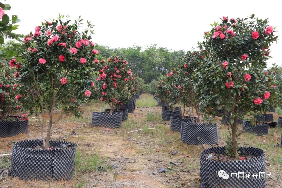 新品种选种的必经之路,加紧培育新品种有哪些