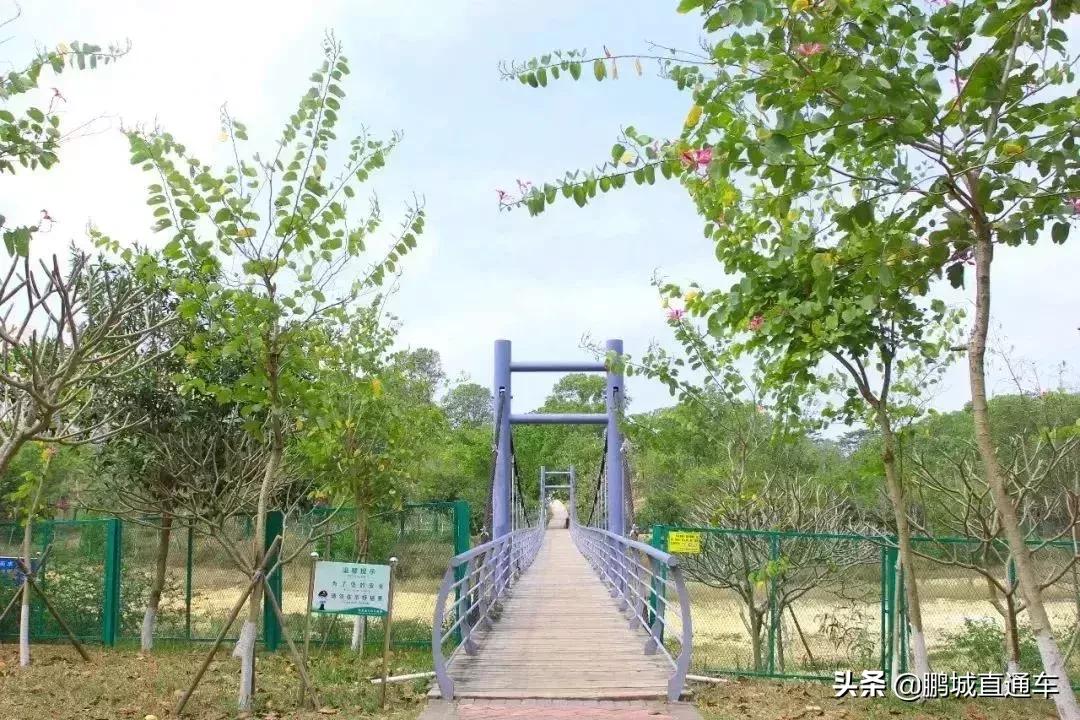 深圳60个最适合一日免费景点,暑假深圳旅游必去十大景点