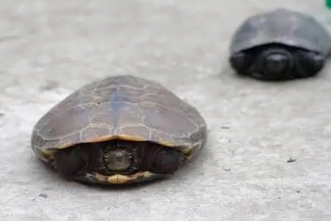 草龟的基因怎么遗传,草龟食欲变差的有哪几种症状