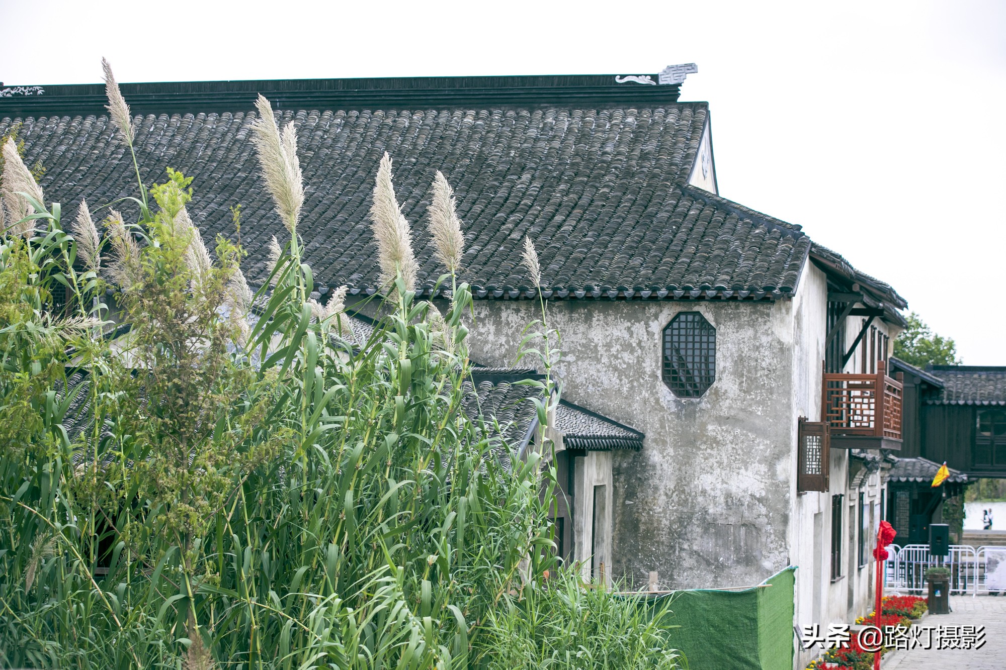 沙家浜江南美景,常熟芦苇荡螃蟹