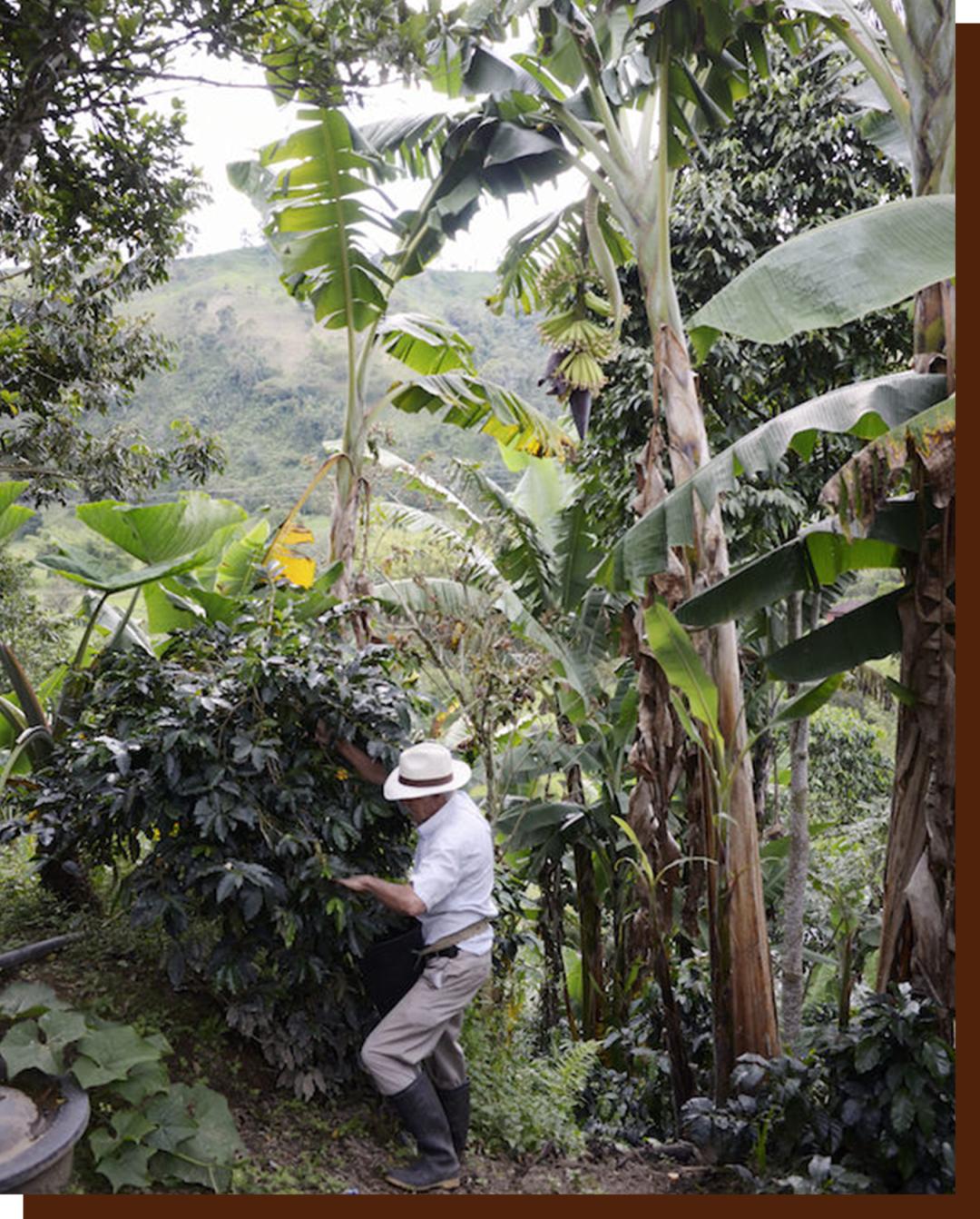 如何点一杯咖啡显得专业,如何点一杯美式咖啡