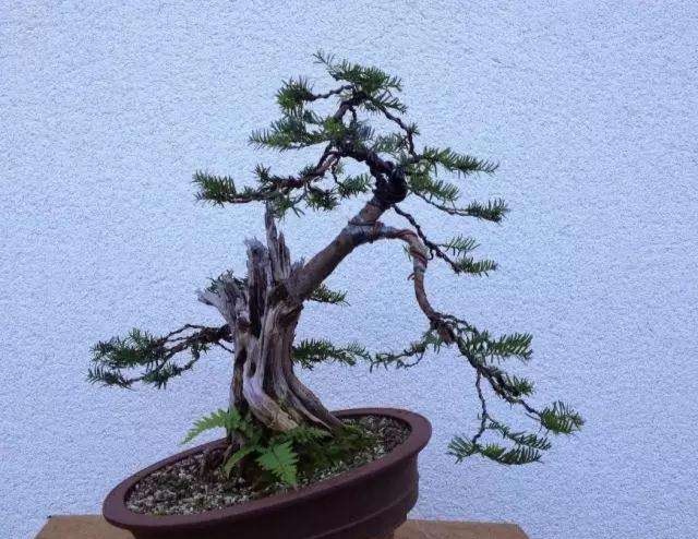 关于红豆杉的栽培与管理,观赏性红豆杉怎么修剪好看