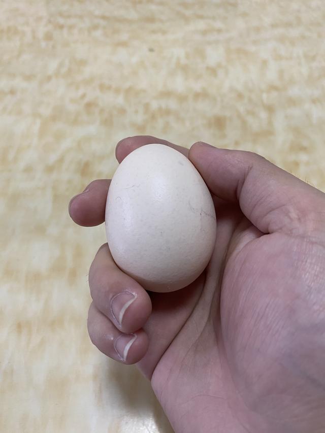 电热杯可以煮鸡蛋吗视频,便携式烧水杯可以煮鸡蛋吗