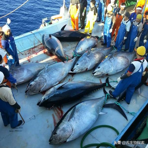 金枪鱼被吃光,金枪鱼被吃掉了