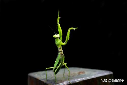 武术功夫螳螂视频,武术当中有没有螳螂拳