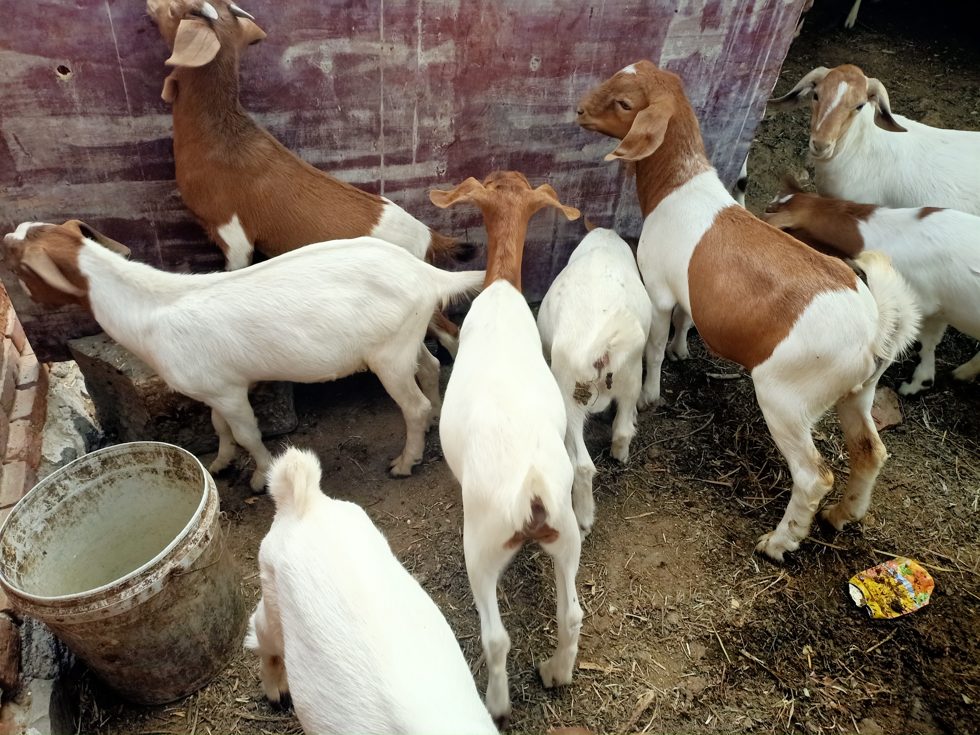 羊有布病的症状及治疗方法,羊粪识病