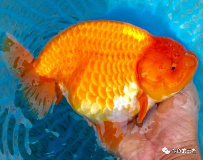 5*级A**金鱼如何评定？懂了这4条，你就是半个金鱼专家