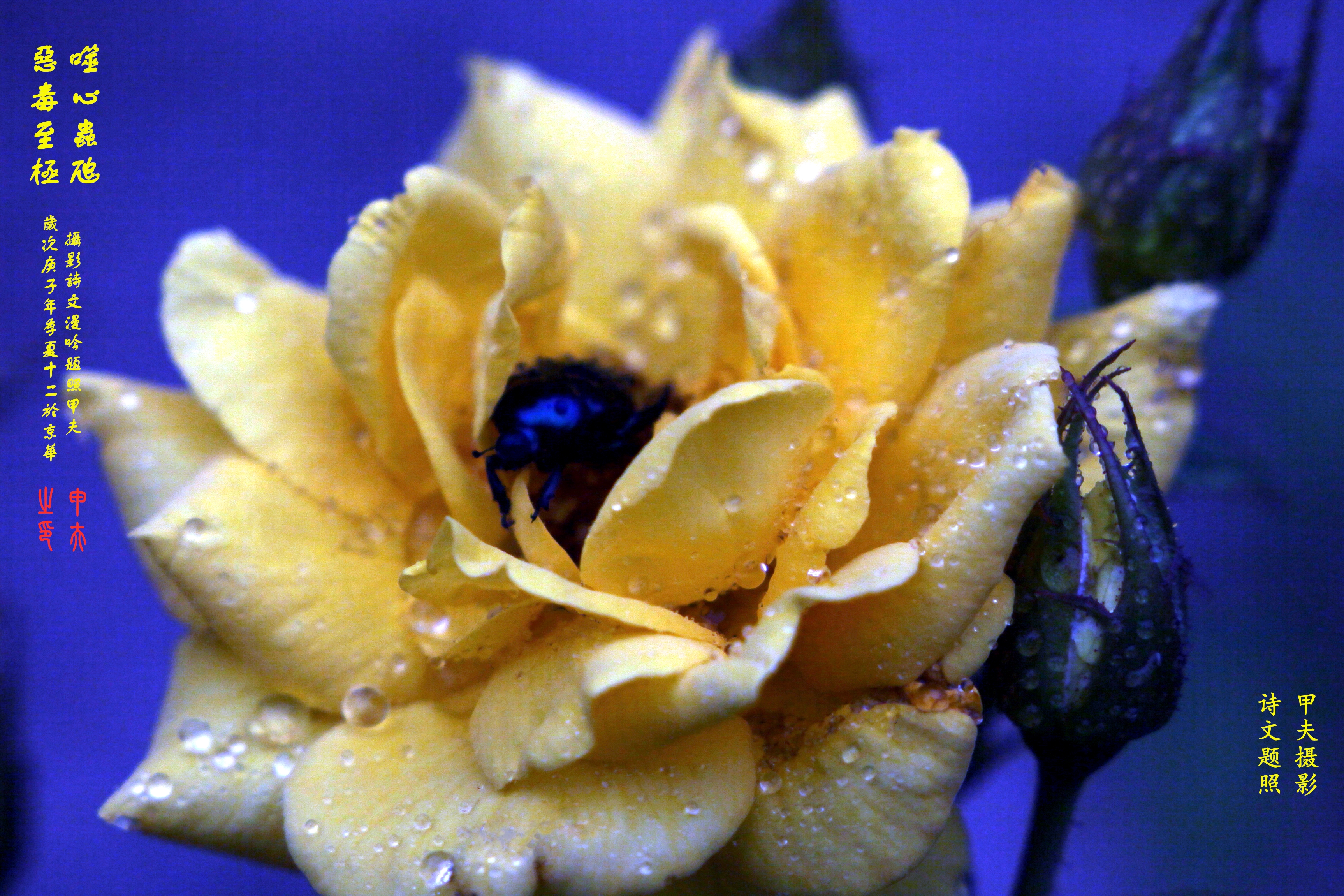 鐢插か鎽勫奖浣滃搧,鐢插か鎽勫奖浣滃搧鍥剧墖