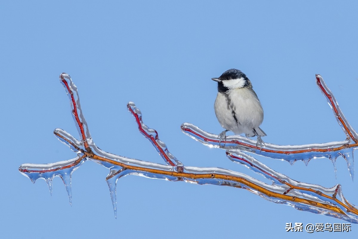 极简鸟类摄影欣赏,2019鸟类摄影作品欣赏