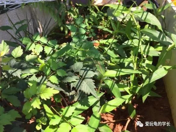 黄缘龟该如何造景,黄缘龟造景用河沙