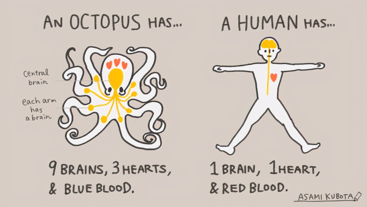 章鱼是外星人后裔？困扰进化论多年，8亿年前就走上了智商捷径