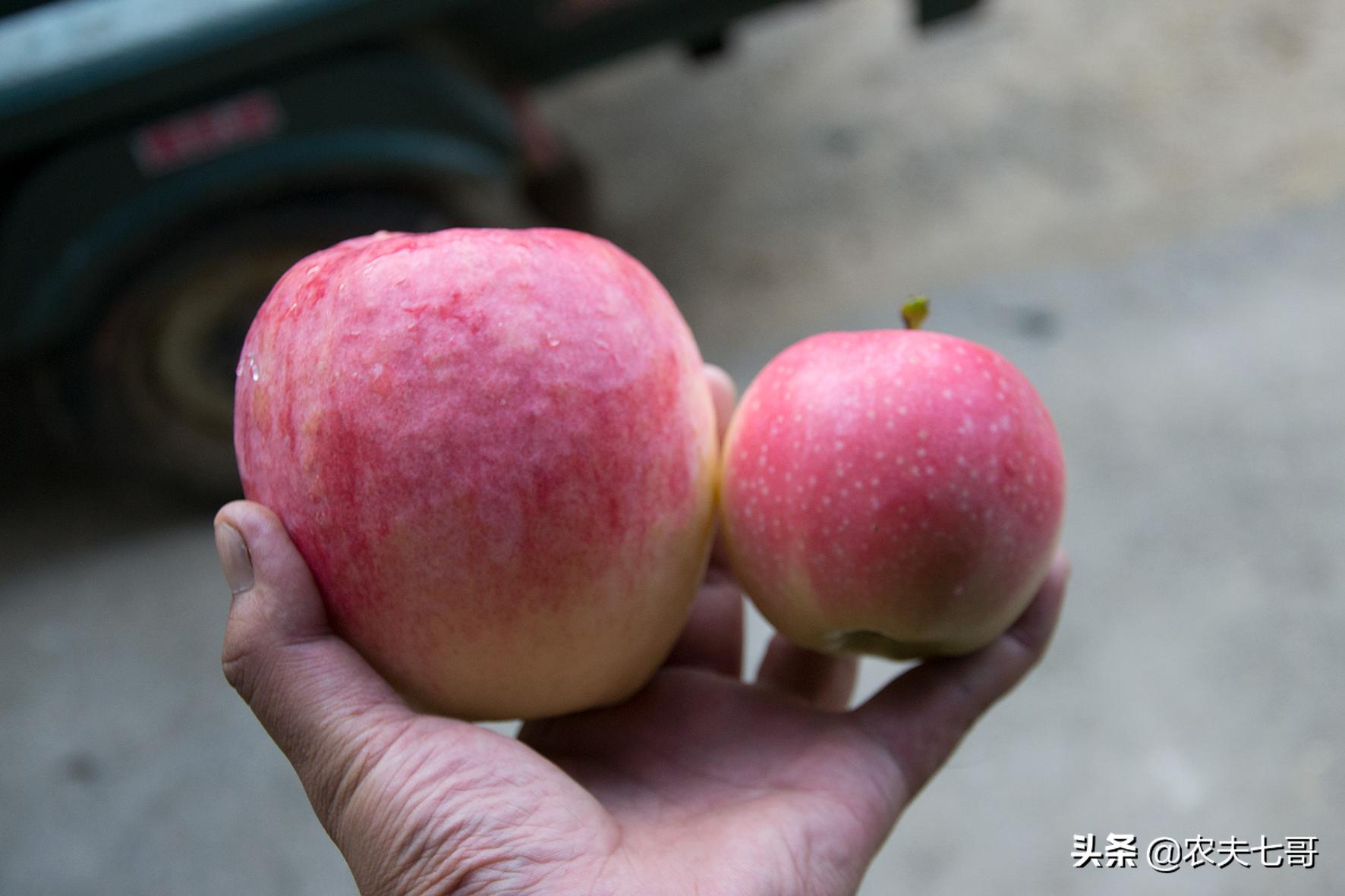 嘎啦苹果和普通苹果区别,嘎啦苹果与红富士口感区别